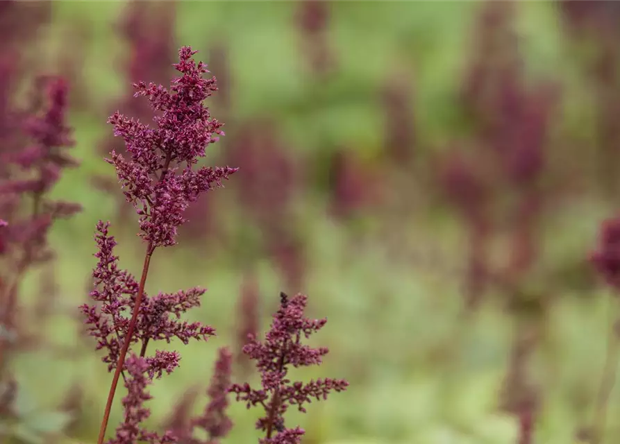 Arends Garten-Prachtspiere 'Glut'