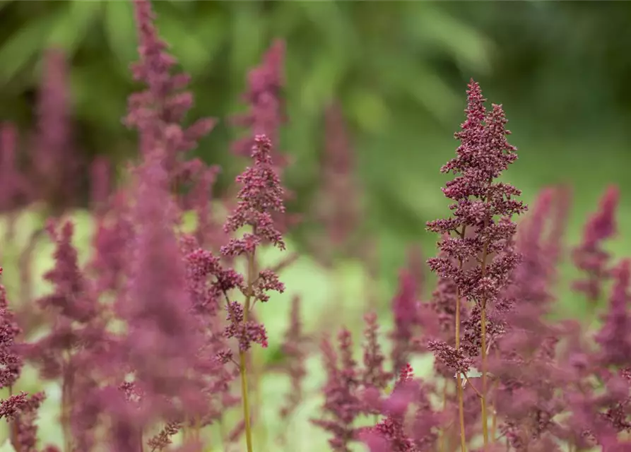 Arends Garten-Prachtspiere 'Glut'