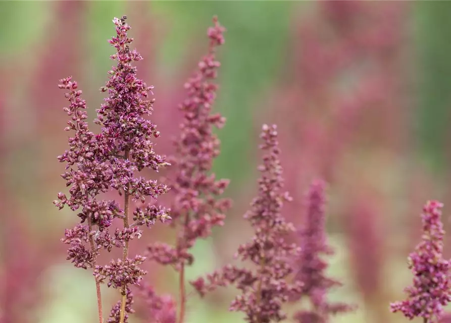 Arends Garten-Prachtspiere 'Glut'