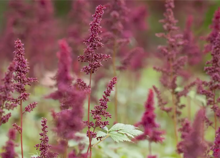Arends Garten-Prachtspiere 'Glut'
