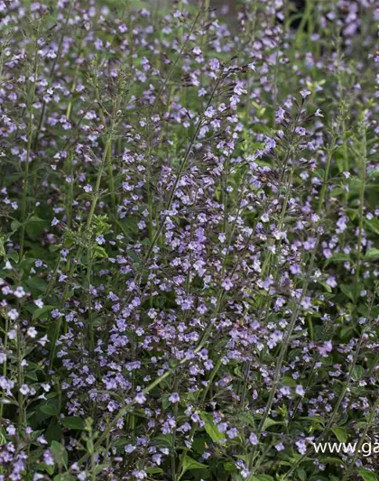 Calamintha nepeta 'Blue Cloud'