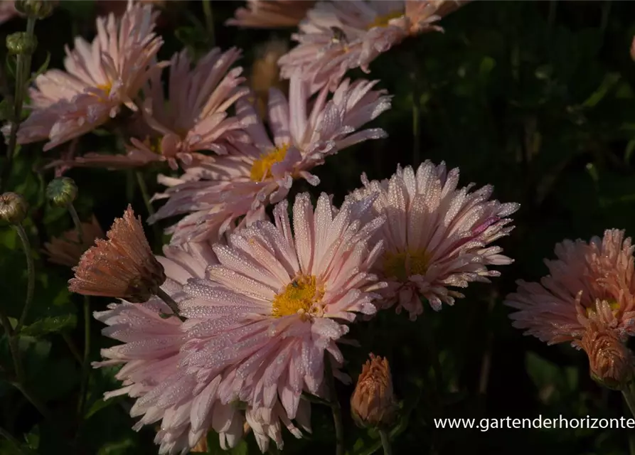 Chrysanthemum x hort.'Apricot'