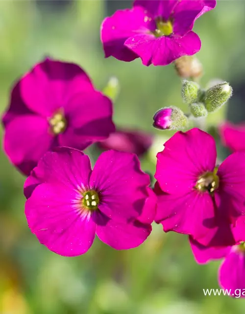 Aubrieta x cult.'Regado Red'