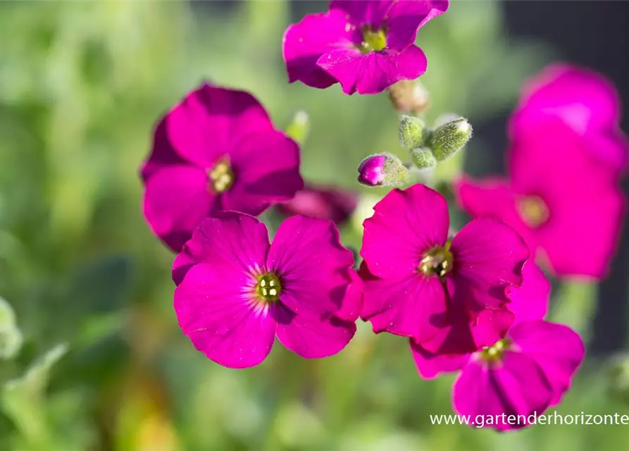 Aubrieta x cult.'Regado Red'