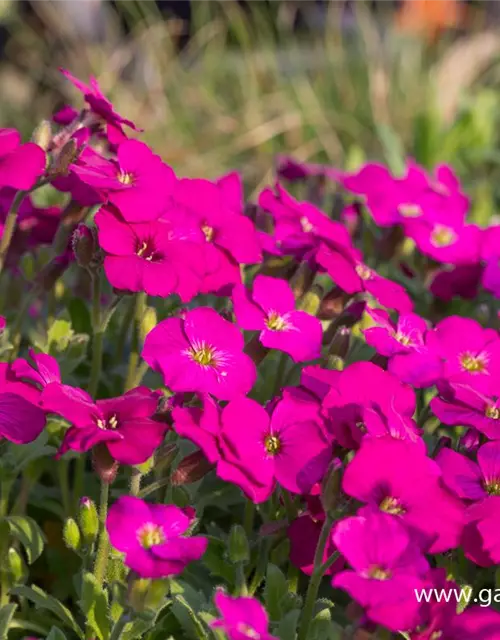 Aubrieta x cult.'Regado Red'