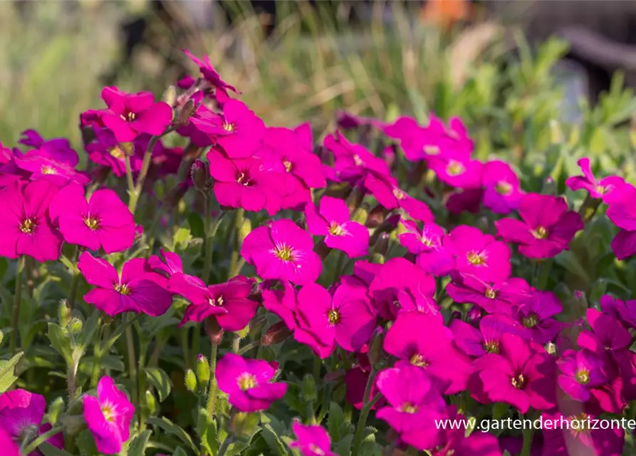 Aubrieta x cult.'Regado Red'