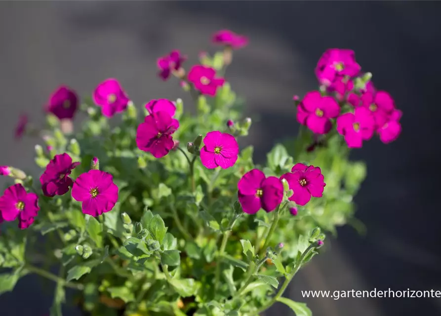 Aubrieta x cult.'Regado Red'