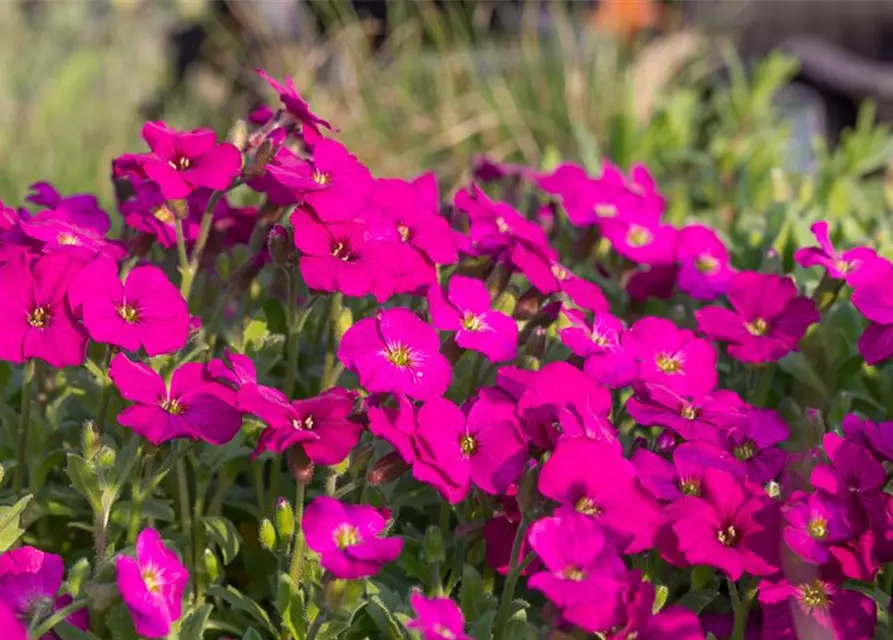 Aubrieta x cult.'Regado Red'