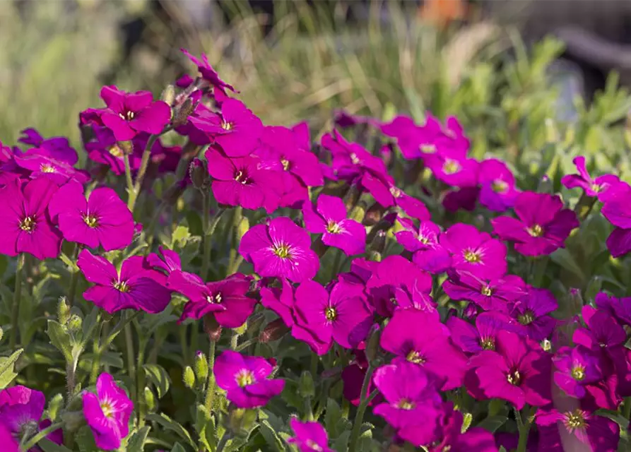 Aubrieta x cult.'Regado Red'