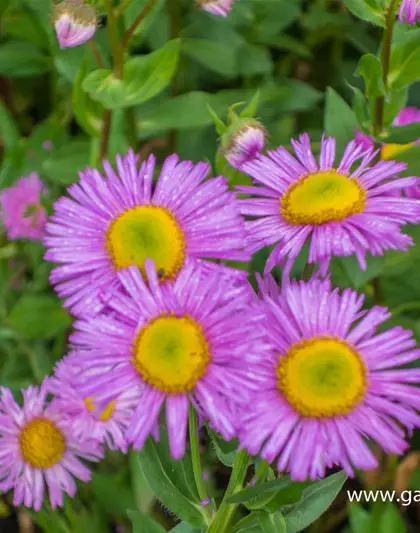 Garten-Feinstrahl 'Rosa Juwel'