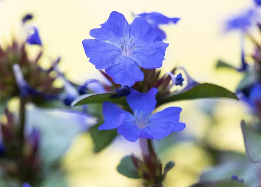 Ceratostigma plumbaginoides