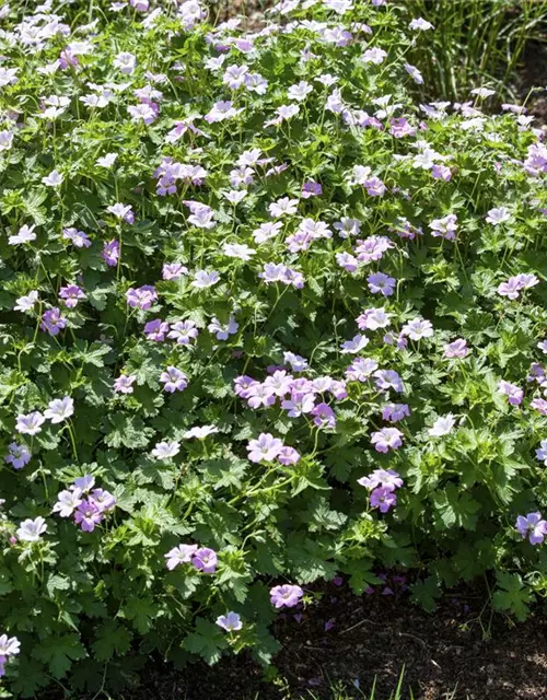 Garten-Storchschnabel