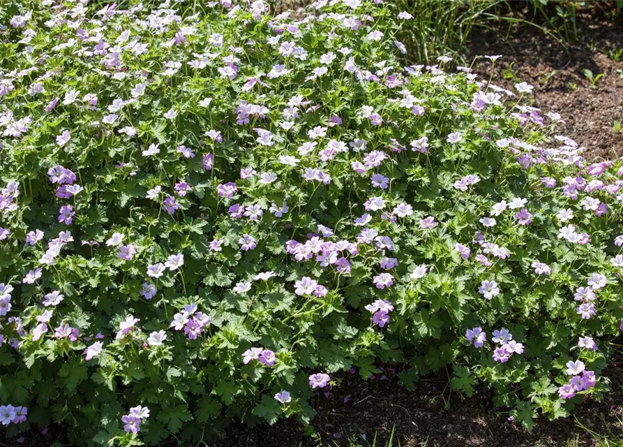 Garten-Storchschnabel