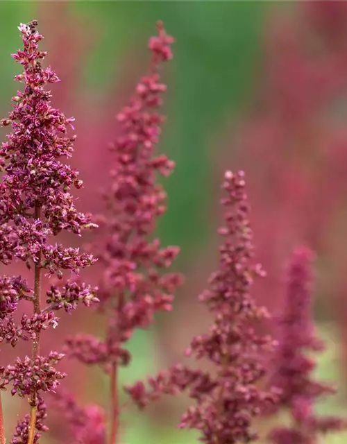 Arends Garten-Prachtspiere 'Fanal'