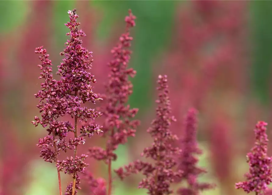 Arends Garten-Prachtspiere 'Fanal'
