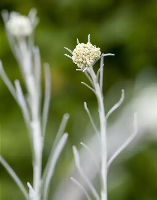 Garten-Currykraut 'Tall'