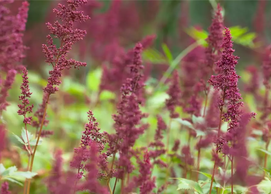 Arends Garten-Prachtspiere 'Fanal'