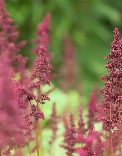 Arends Garten-Prachtspiere 'Fanal'