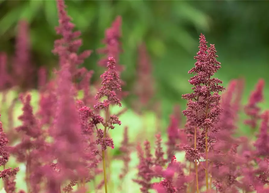 Arends Garten-Prachtspiere 'Fanal'