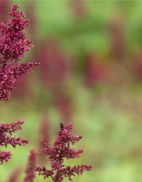 Arends Garten-Prachtspiere 'Fanal'