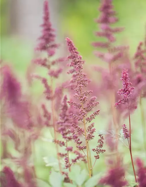 Arends Garten-Prachtspiere 'Fanal'