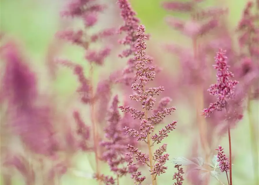 Arends Garten-Prachtspiere 'Fanal'