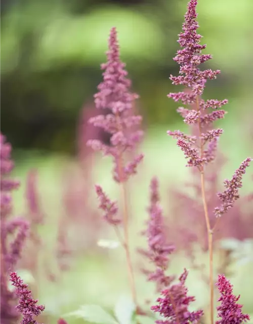 Arends Garten-Prachtspiere 'Fanal'