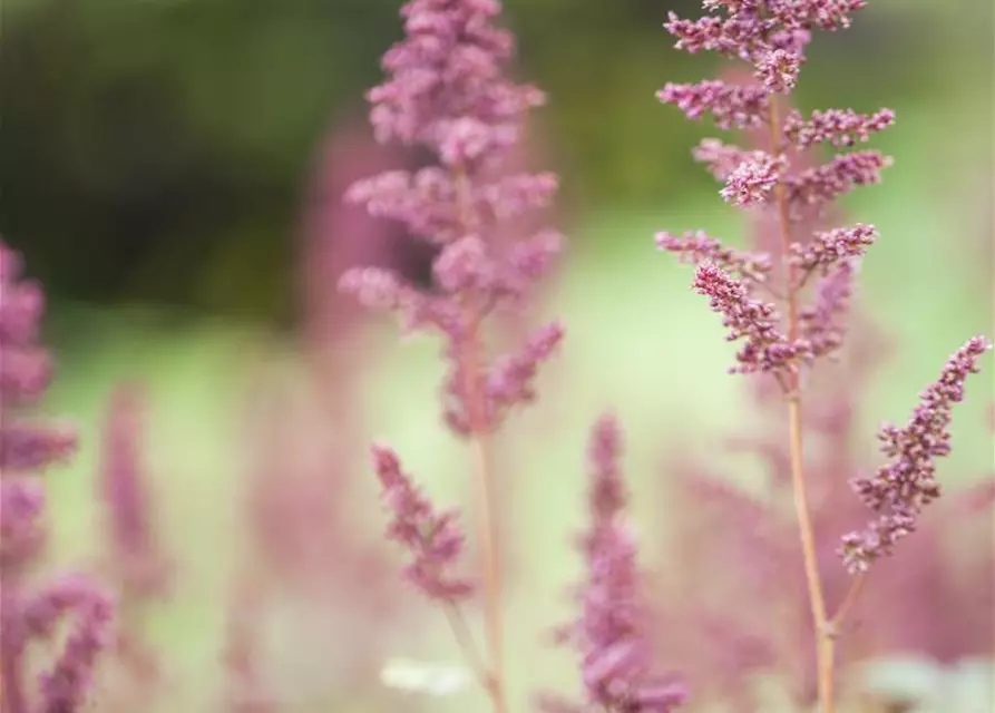 Arends Garten-Prachtspiere 'Fanal'