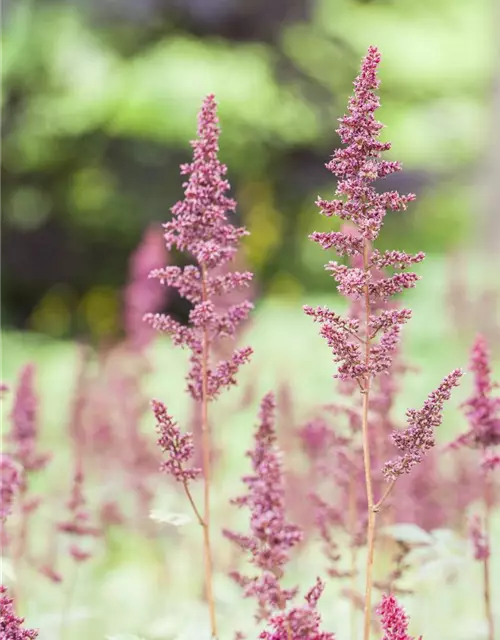 Arends Garten-Prachtspiere 'Fanal'