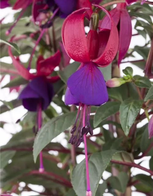 Fuchsie