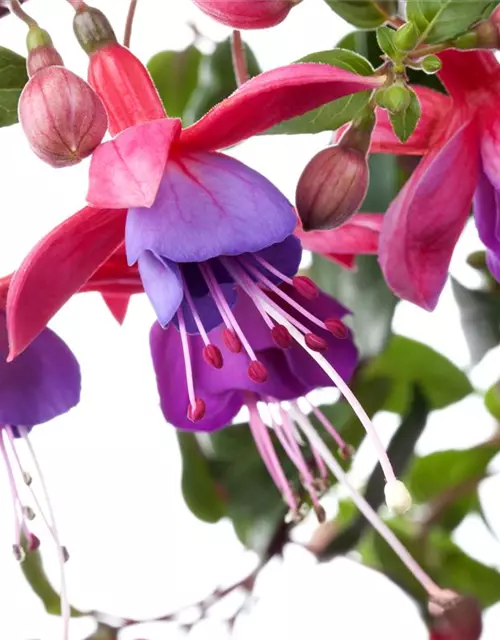 Fuchsie