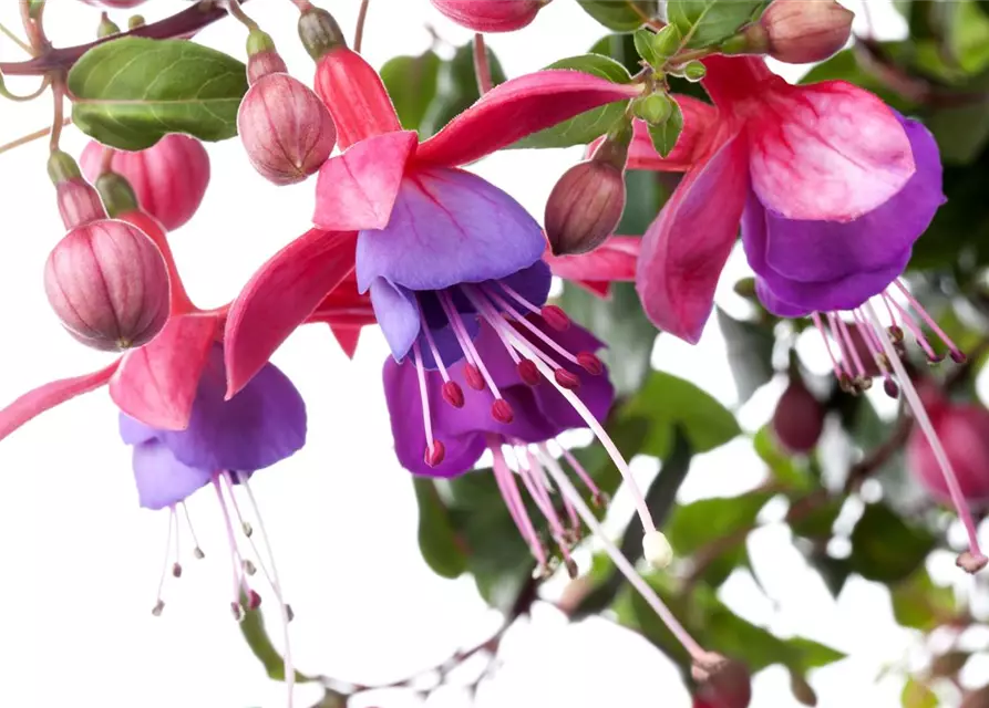 Fuchsie