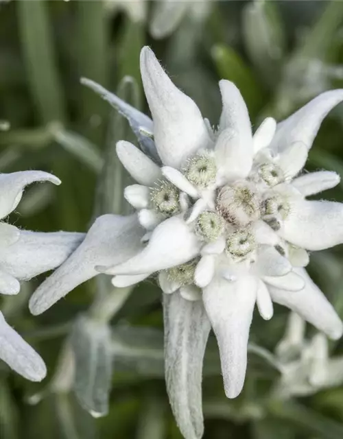 Garten-Edelweiß 'Matterhorn'