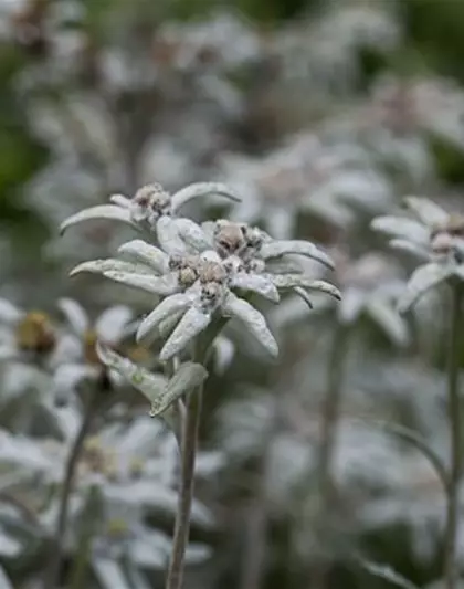 Garten-Edelweiß 'Matterhorn'