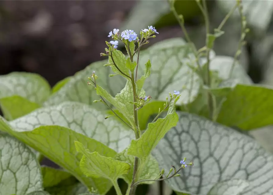 Brunnera macrophylla