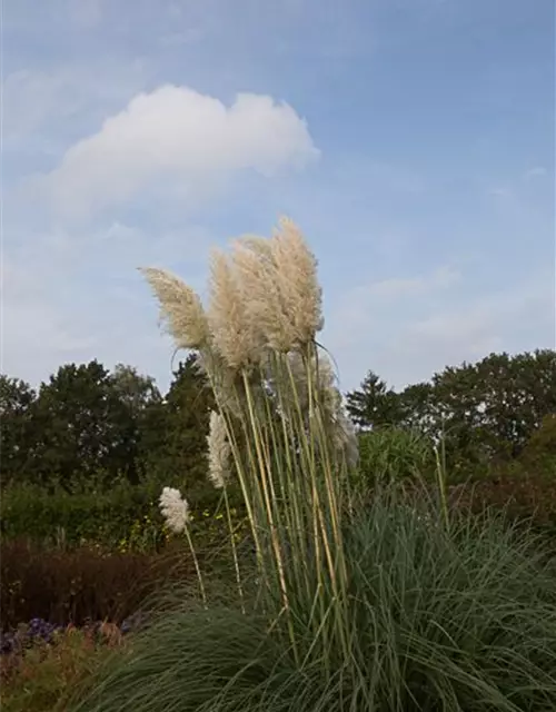 Cortaderia selloana 'Weiße Feder'