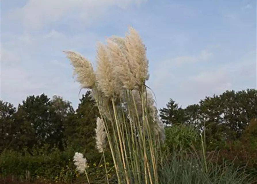 Cortaderia selloana 'Weiße Feder'