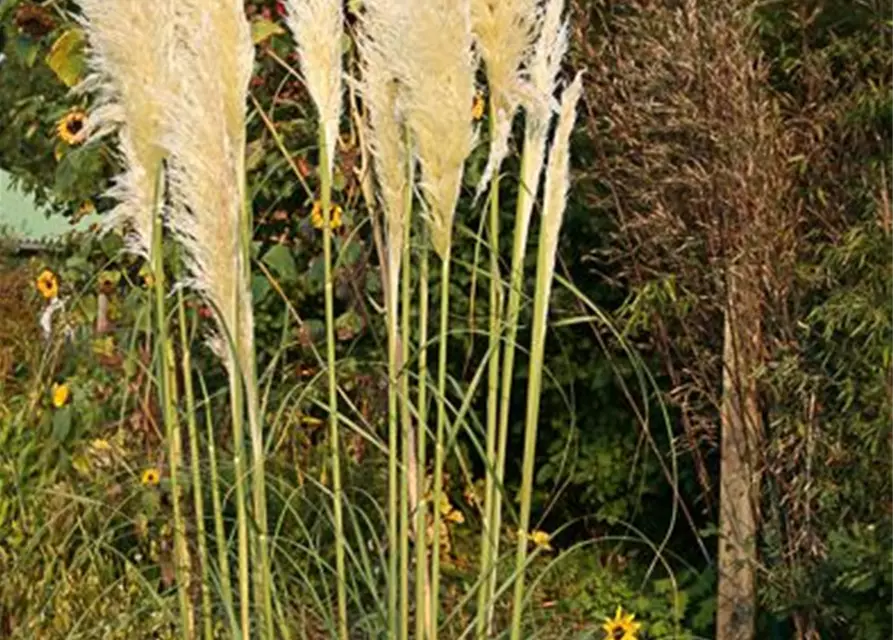 Cortaderia selloana 'Weiße Feder'