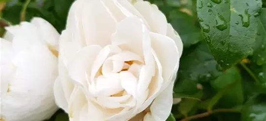 Beetrose 'Prague Castle'