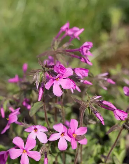 Garten-Ausläufer-Flammenblume