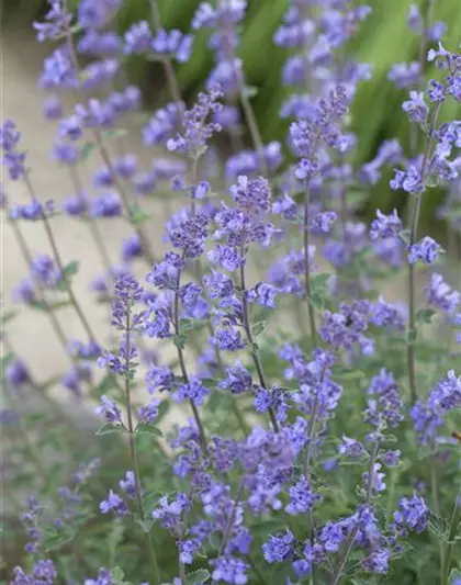 Garten-Bastard-Katzenminze 'Alba'