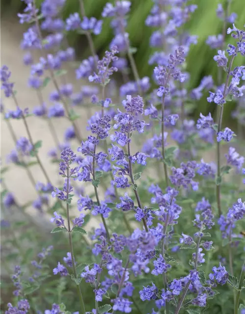 Garten-Katzenminze 'Six Hills Giant'