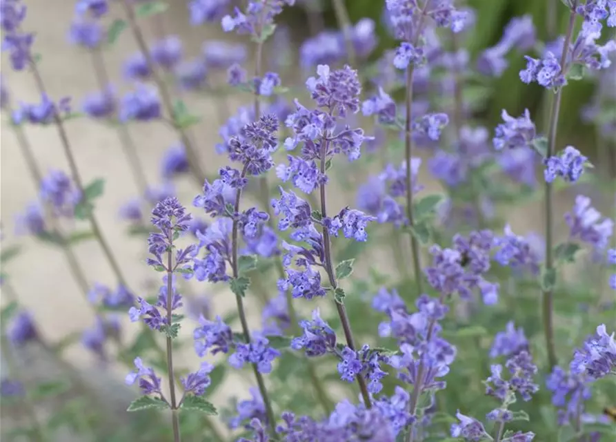 Garten-Katzenminze 'Six Hills Giant'