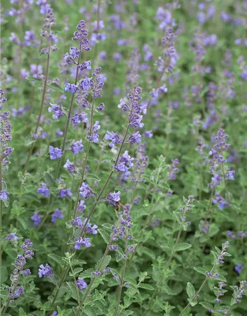 Garten-Bastard-Katzenminze 'Alba'