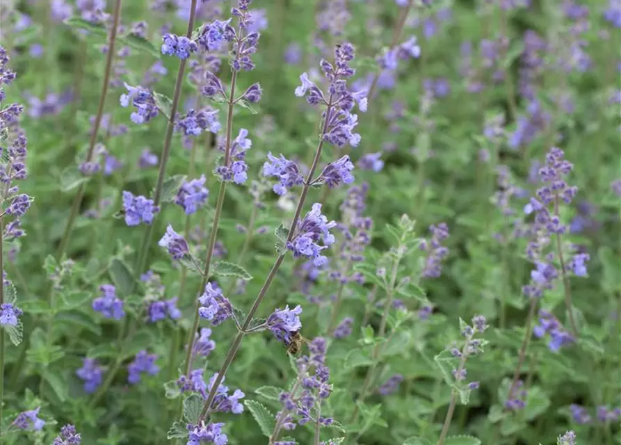 Garten-Bastard-Katzenminze 'Alba'