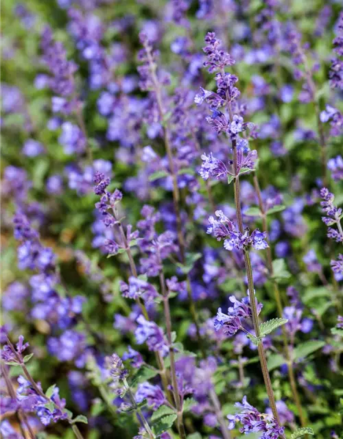 Garten-Bastard-Katzenminze 'Alba'