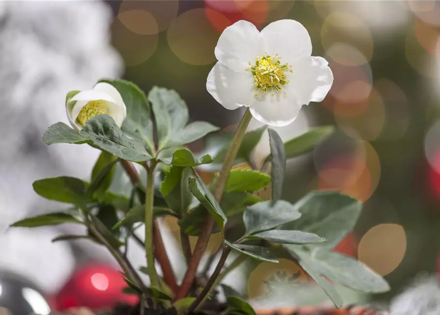 Christrose
