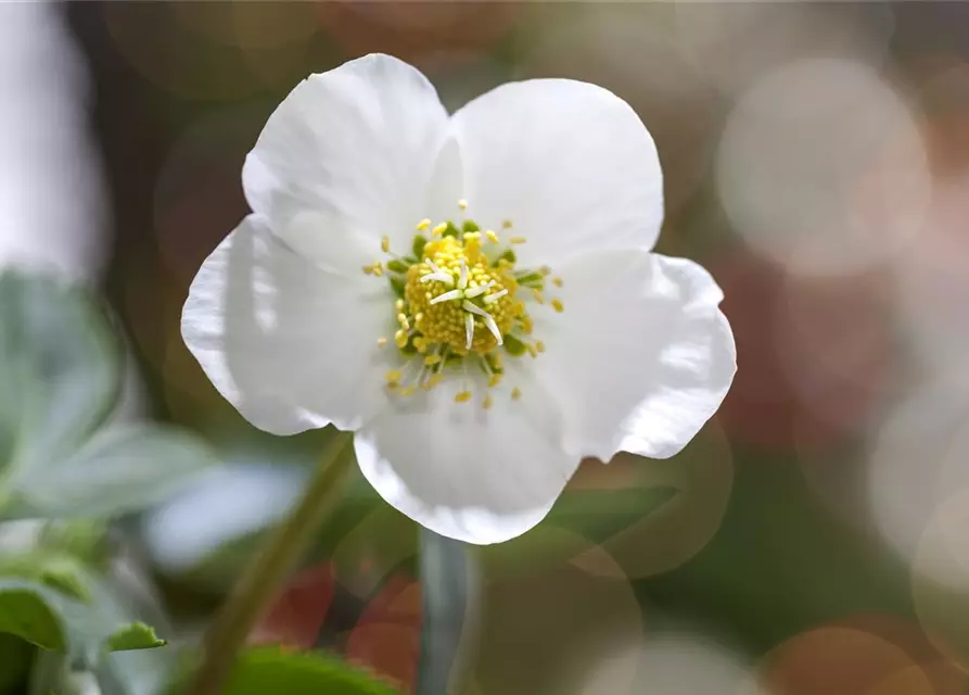 Christrose