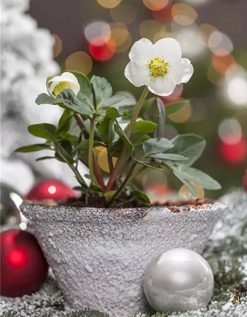 Christrose