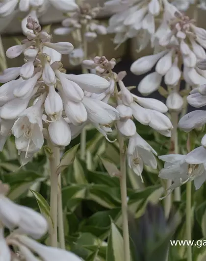 Garten-Funkie 'Ann Kulpa'